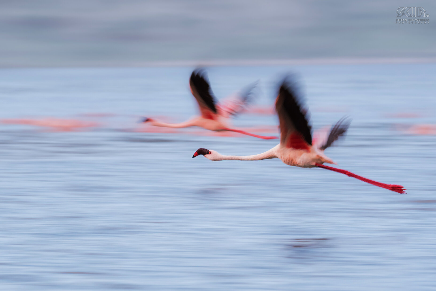 Lake Chitu - Flamingos Lake Chitu is a Crater Lake, 0.8km2 and 21m deep. Blue green alga provide food for more than 10 000 flamingos throughout the year and the lake has a highly saline nature. The Greater flamingo (Phoenicopterus roseus)  is the largest species of flamingo. Most of the plumage is pinkish white but the wing coverts are red. Juveniles have a grey color. I tried to make some panning shots of flamingos in flight. Stefan Cruysberghs